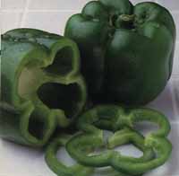 Pepper